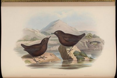 Cinclus pallasii by John Gould